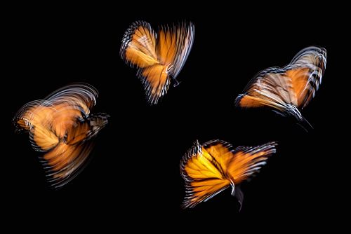 four brown butterflies